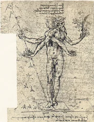 Unknown Drawing of Androgynous Corpus with Two Heads